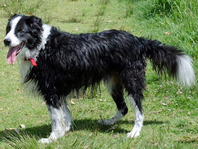 Border Collie thumbnail